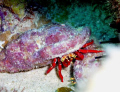   Hermit Crab Diving Culebra P.R. PR  